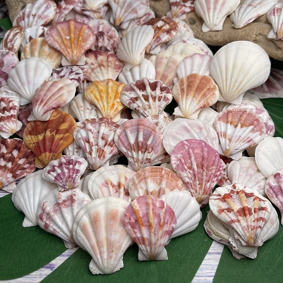 Gorgeous Folded Scallop Seashells Mixed Lot for Jewelry DIY or Nautical Decor - Picture 6 of 13
